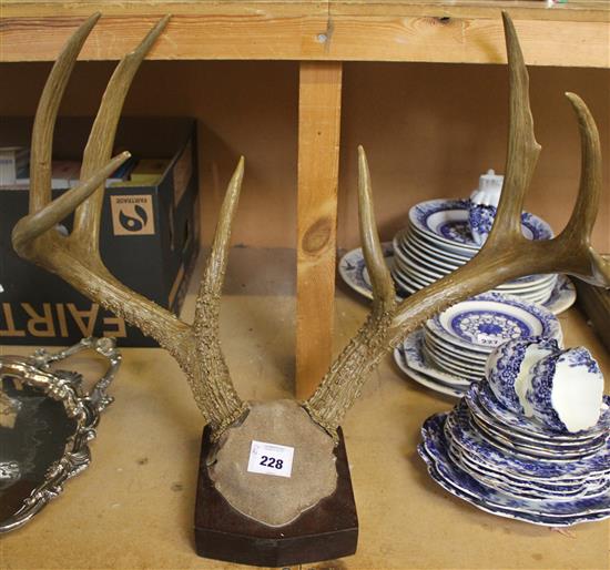 Antlers(-)